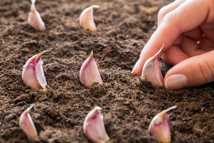 comment planter de l'ail légume a bulbe plenne terre pot hiver décembre cultiver jardin