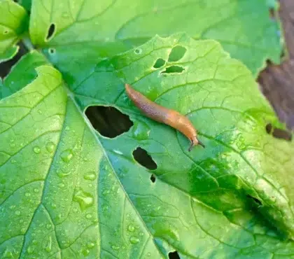 comment protéger le jardin des ravageurs en octobre voile anti insectes repulsif naturel fleurs parasites hiver escargots