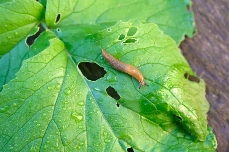 comment protéger le jardin des ravageurs en octobre voile anti insectes repulsif naturel fleurs parasites hiver escargots souris