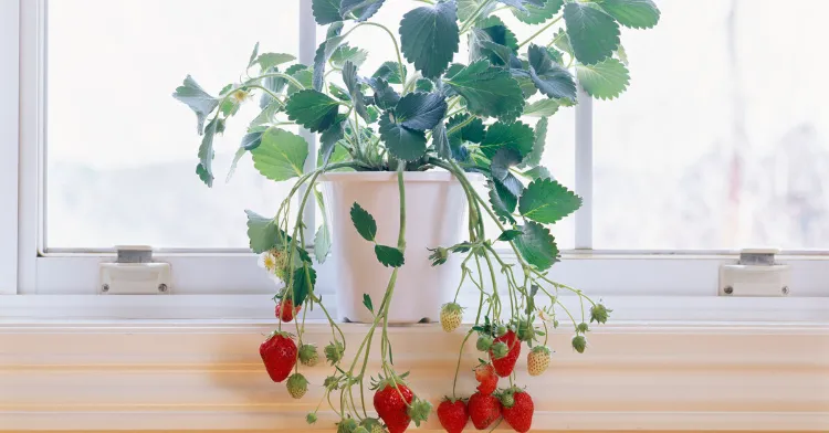 comment protéger les fraisiers en pot en hiver