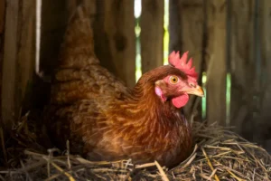 comment utiliser du fumier de poule comme engrais quand plantes tomates vidéo