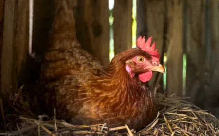 comment utiliser du fumier de poule comme engrais quand plantes tomates vidéo