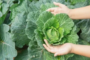 cultiver les salades dhiver résistantes froid quand comment planter laitues maches chicorée