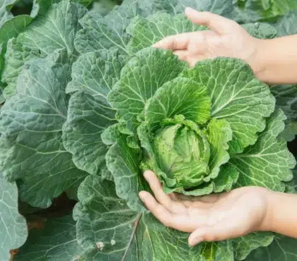 cultiver les salades dhiver résistantes froid quand comment planter laitues maches chicorée