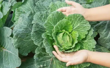 cultiver les salades dhiver résistantes froid quand comment planter laitues maches chicorée