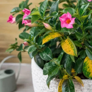 dipladenia feuilles jaunes