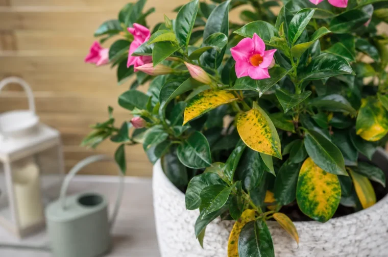 dipladenia feuilles jaunes