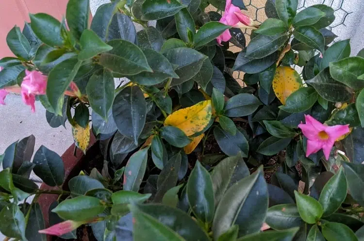 dipladenia feuilles jaunes