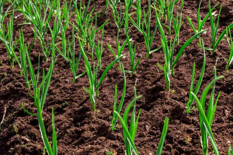 entretenir la plante potagère vivace comment planter de l'ail légume a bulbe plenne engrais terre pot hiver