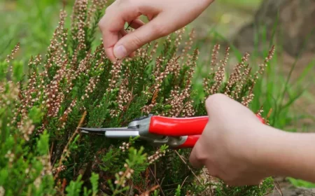 est ce qu il faut tailler la bruyère quand comment entretenir hiver astuces