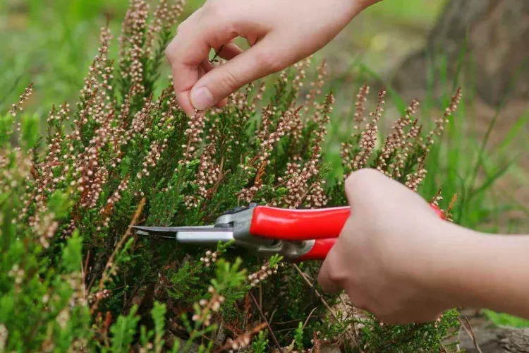 est ce qu il faut tailler la bruyère quand comment entretenir hiver astuces