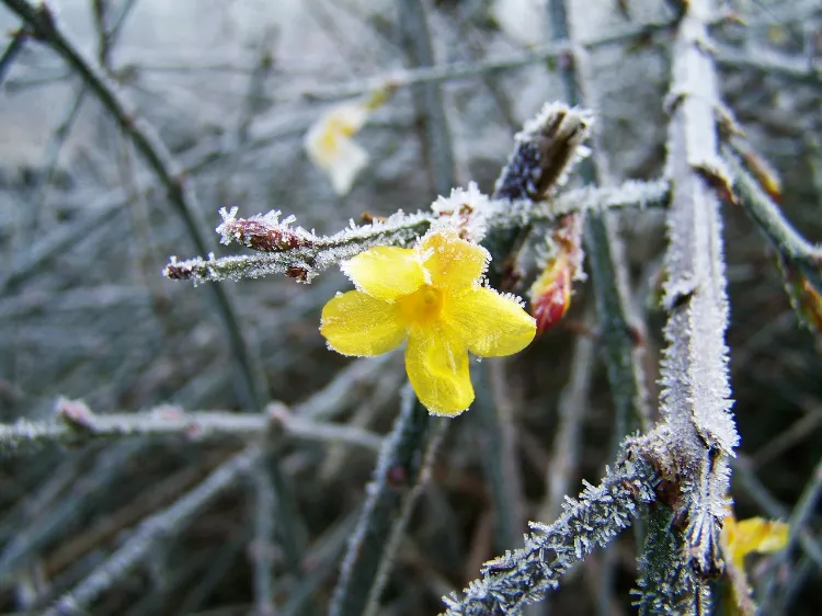 est ce que craint le froid comment hiverner le jasmin proteger gel étoilé terre pot arrosage