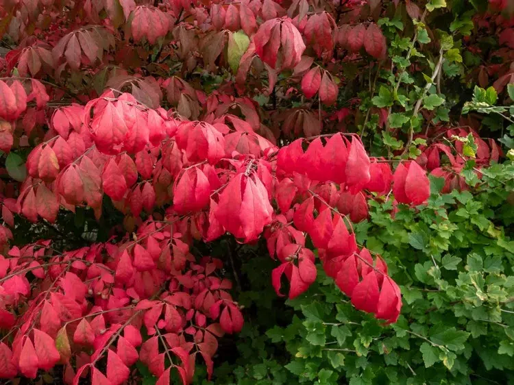 euonymus alatus fusain ailé arbuste à feuillage rouge à planter en octobre
