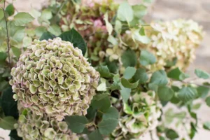 hortensia sechées quand comment faire idées tuto vidéo couronne cadres
