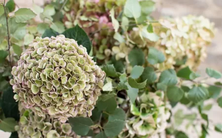 hortensia sechées quand comment faire idées tuto vidéo couronne cadres