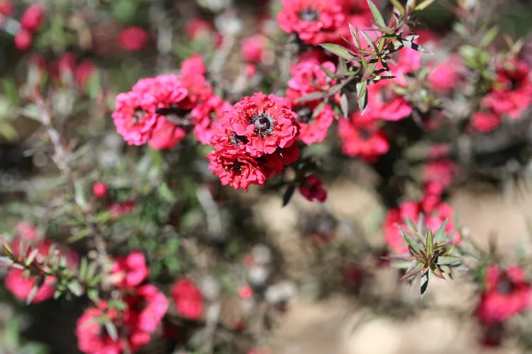 kitkestrel pixabay le leptospermum ‘martini’