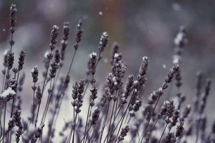 la lavande plantes aromatiques qui resistent au froid craint gel hiver octobre novembre thym