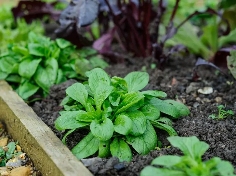 la mâche comment cultiver les salades dhiver résistantes froid quand comment planter laitues chicorée