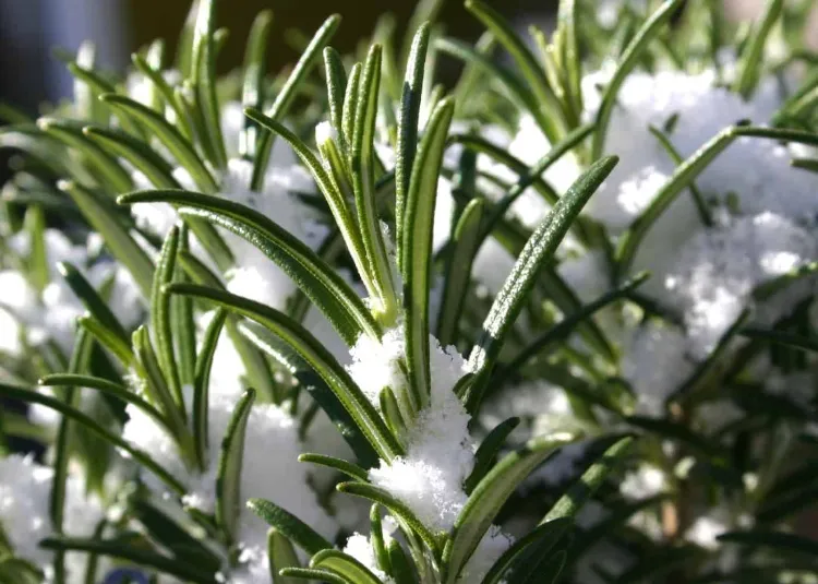 le romarin plantes aromatiques qui resistent au froid craint gel hiver octobre thym
