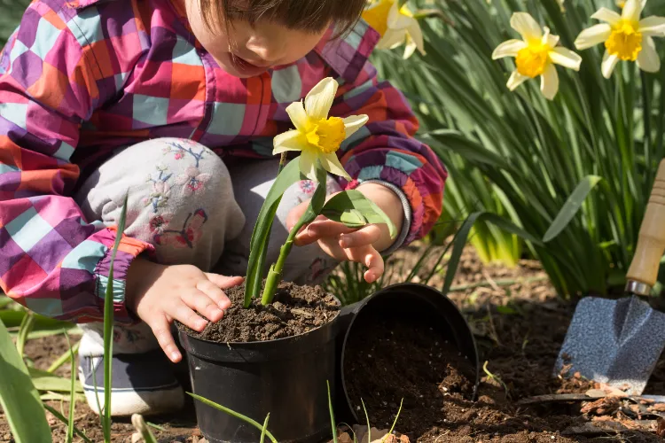planter des narcisses quand comment floraison entretien resistante froid video bulbes en pot en pleine terre