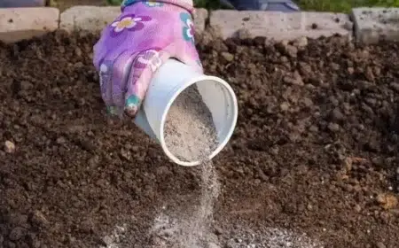 plantes qui aiment la cendre