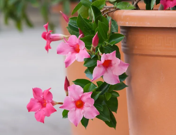 positionnement inadapté pourquoi le dipladenia perd ses feuilles seches taches maladies solutions trop arrosé hiver froid