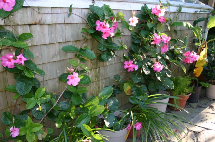 positionnement inadapté pourquoi le mon dipladenia perd ses feuilles seches taches maladies solutions trop arrosé hiver