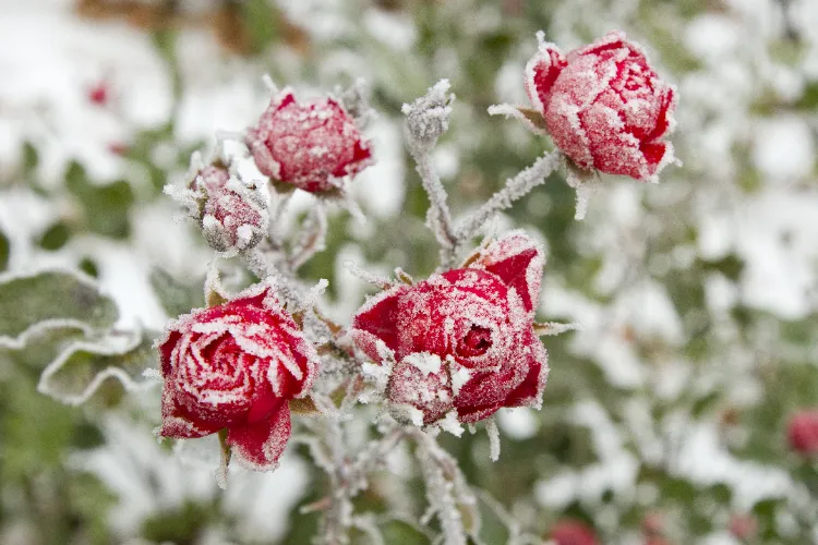 préparer ses rosiers a affronter l'hiver gel couper quand tailler voile hivernage buttage pied pailler froid