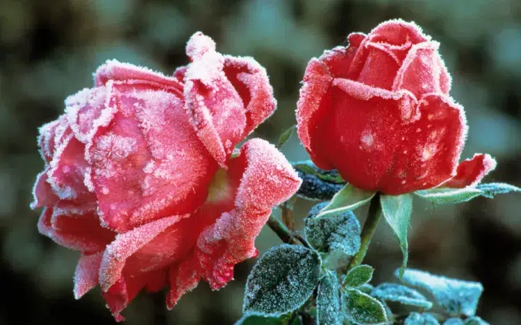 preparer ses rosiers à affronter l'hiver gel voile hivernage buttage pied pailler froid jardin
