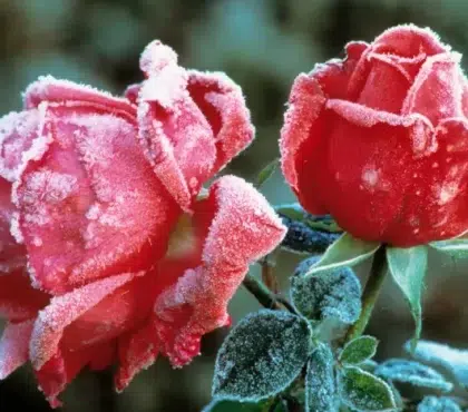 preparer ses rosiers a affronter lhiver gel voile hivernage buttage pied pailler froid jardin