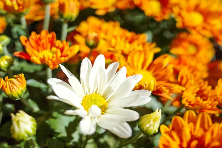 que planter à côté des chrysanthèmes 10 idées de masif fleuri en automne