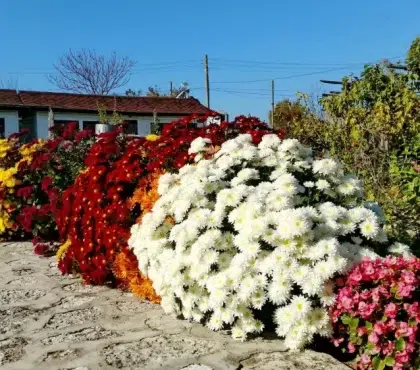 que planter à côté des chrysanthèmes dans le jardin