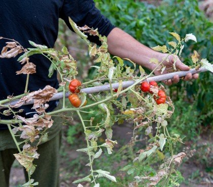 man is holding drying tomato plant, the end of the growing seaso