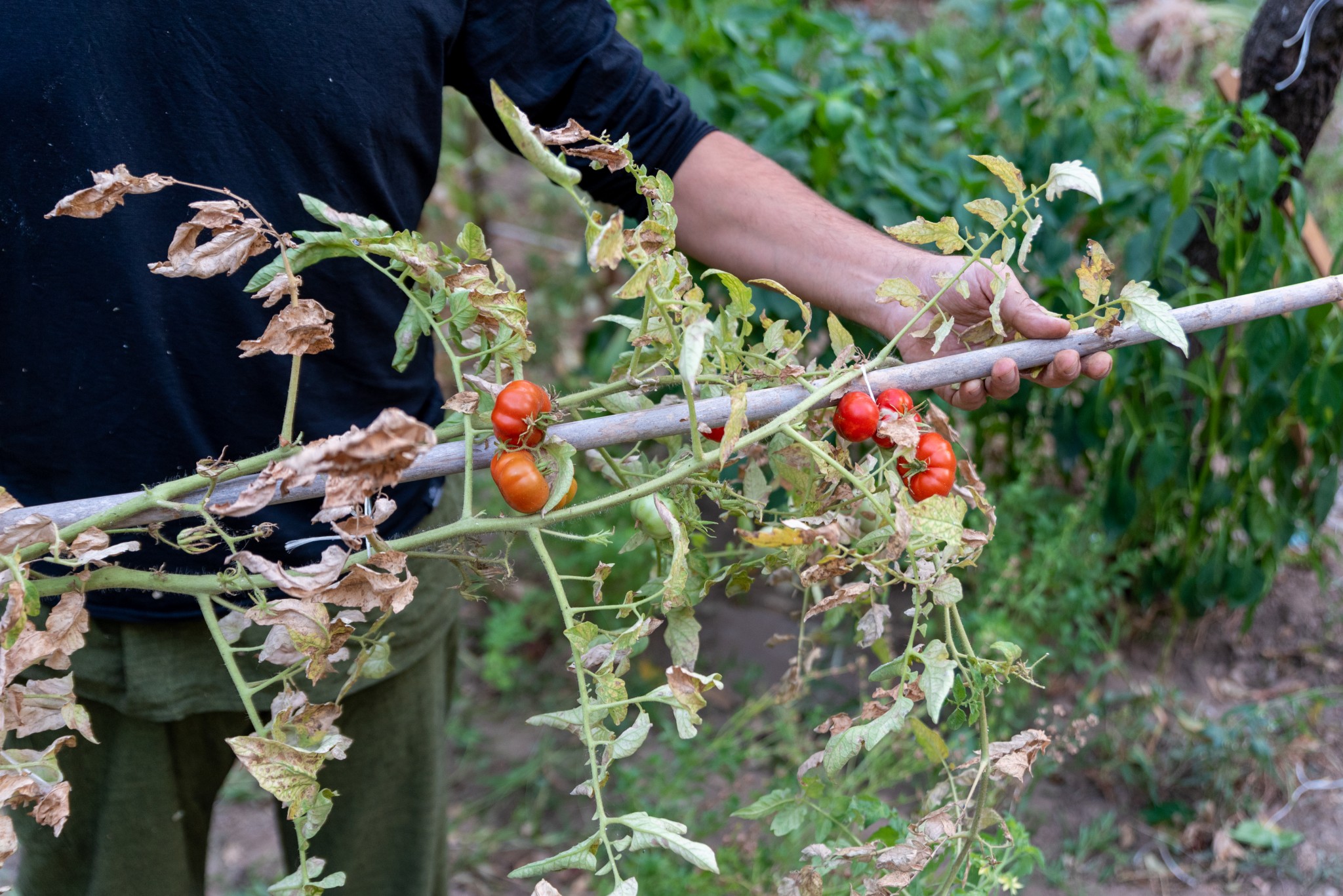 man is holding drying tomato plant, the end of the growing seaso