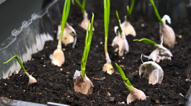 quel mois pour planter de l'ail légume a bulbe plenne terre pot hiver décembre cultiver engrais