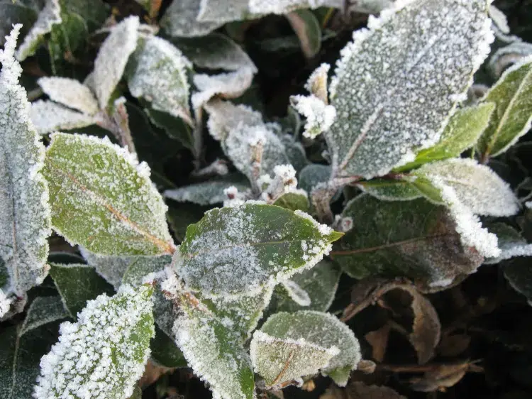quelle plante aromatique ne craint pas le gel resistent au froid octobre thym