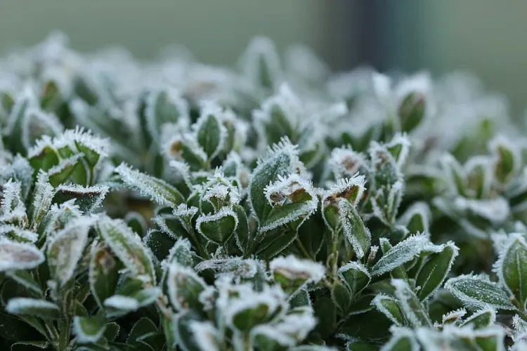 quelles sont les plantes aromatiques qui resistent au froid craint gel hiver octobre thym
