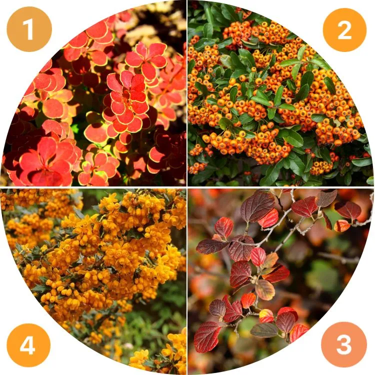 quels arbustes décoratifs pour un jardin orange en automne