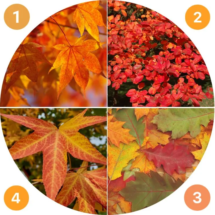 quels sont les plus beaux arbres d'automne
