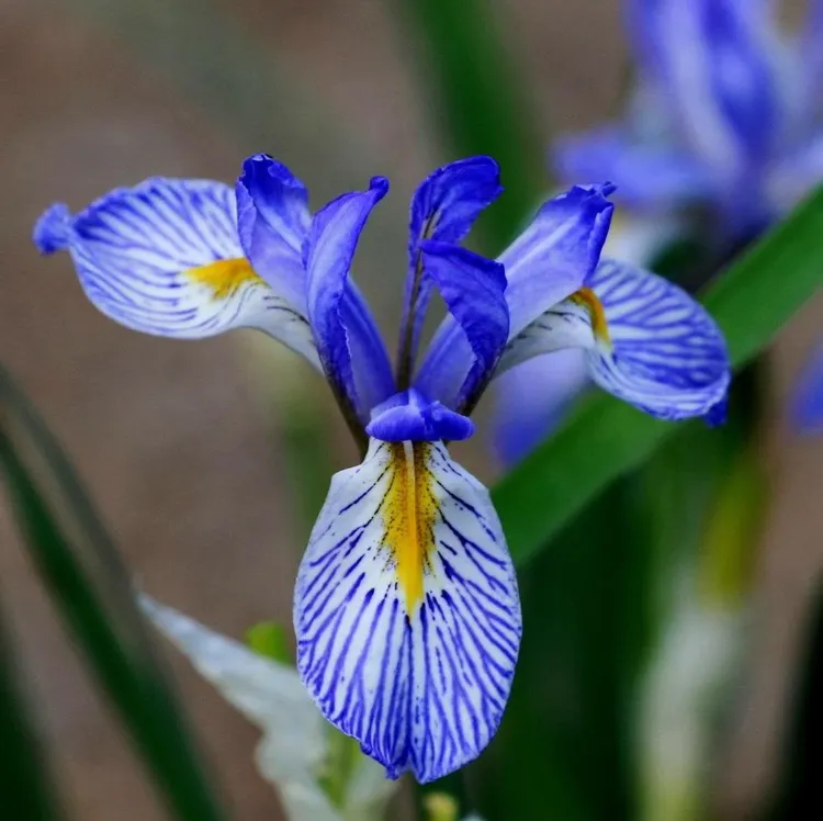quels sont les types d'iris comment hiverner liris methodes proteger gel froid terre rhizomes