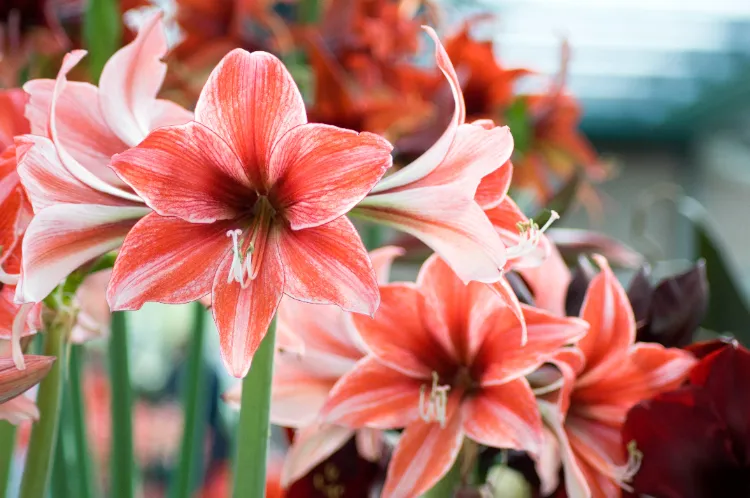 refleurir amaryllis pour noel comment faire interieur pot bulbes lumière maison jardin