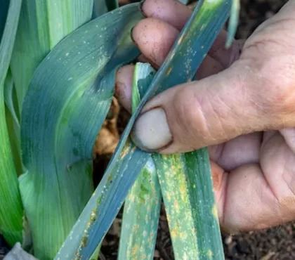 rouille du poireau traitement naturel & astuces sur comment l'éviter