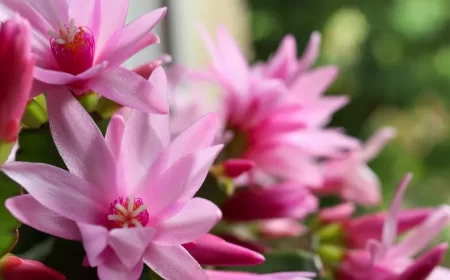 schlumbergera comment hiverner le cactus de noël et le faire fleurir