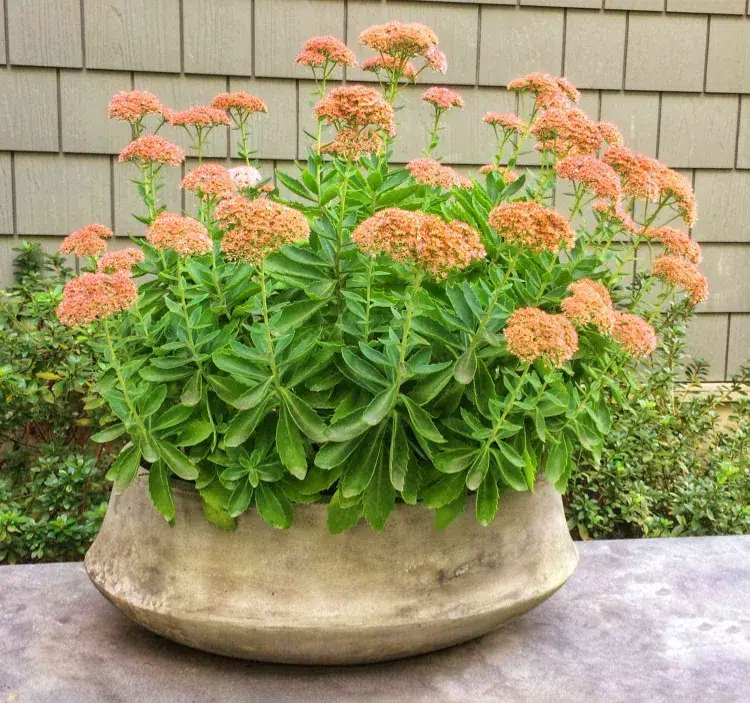 sedum en pot avec des fleurs plante grasse qui support le gel
