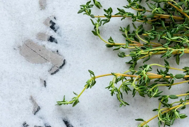 thym plantes aromatiques qui resistent au froid craint gel hiver octobre en pot terre