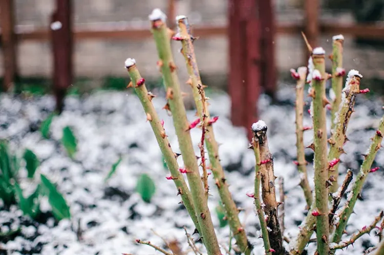 un voile d’hivernage préparer ses rosiers a affronter l'hiver gel buttage pied pailler froid jardin arbuste