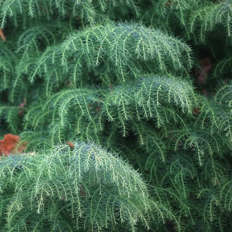 arbre à feuillage persistant qui pousse vite cryptomeria japonica 