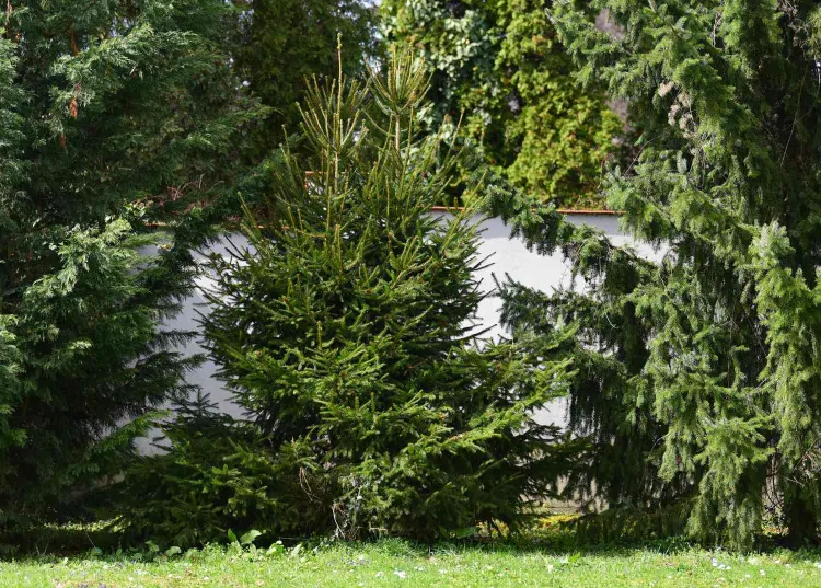 arbre persistant à croissance rapide épinette de norvège the spruce