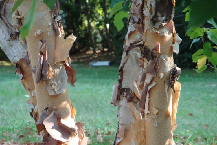 arbre qui perd son écorce.