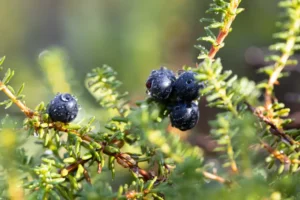 arbres et arbustes baies noires jardin cookelma envato
